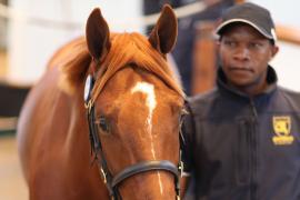 Lot  221 T B K1 1290 Tattersalls