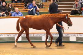 Lot  221 T B K1 1320 Tattersalls