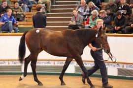 Lot  222 T B K1 1410 Tattersalls