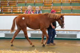 Lot  222 TSS2065Tattersalls