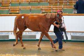 Lot  222 TSS2101Tattersalls