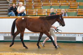 Lot  223 TSS2134Tattersalls