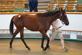 Lot  223 TSS2153Tattersalls