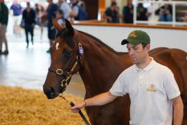 Lot  223 TSS2224Tattersalls