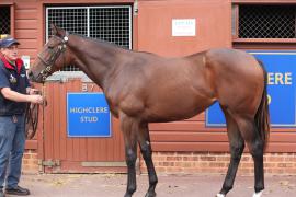 Lot  224 T B K1 0387 Tattersalls