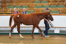 Lot  224 TSS2260Tattersalls