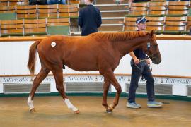 Lot  224 TSS2273Tattersalls