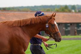 Lot  224 TSS2313Tattersalls