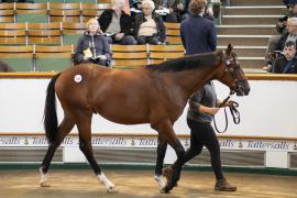 Lot  228 TBK1 5783Tattersalls