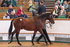 Lot  229 T B1 0632 Tattersalls