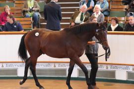 Lot  229 T B1 0669 Tattersalls