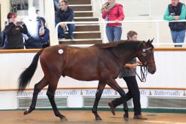 Lot  229 T B1 0678 Tattersalls