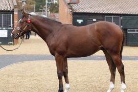 Lot  230 T B K1 V0570 Tattersalls