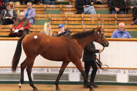 Lot  233 T B K1 1560 Tattersalls