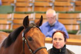 Lot  233 T B K1 1602 Tattersalls