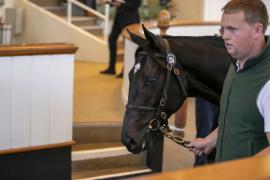 Lot  234 TBK1 5928Tattersalls