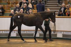 Lot  234 TBK1 5970Tattersalls