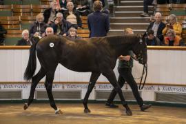 Lot  234 TBK1 5971Tattersalls