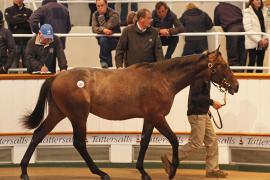 Lot  235 T B K1 0767 Tattersalls