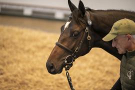 Lot  236 TBK1 6031Tattersalls