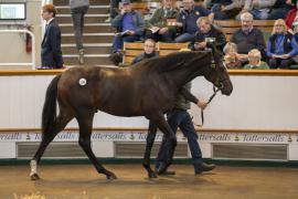 Lot  236 TBK1 6072Tattersalls