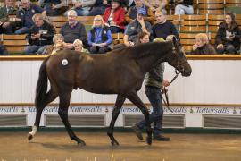 Lot  236 TBK1 6080Tattersalls