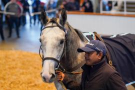 Lot  236 THIT 006Tattersalls