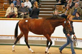 Lot  237 T B K1 0856 Tattersalls