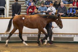 Lot  237 TBK1 6090Tattersalls