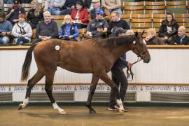 Lot  237 TBK1 6098Tattersalls