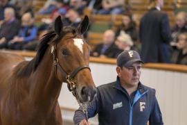 Lot  237 TBK1 6182Tattersalls