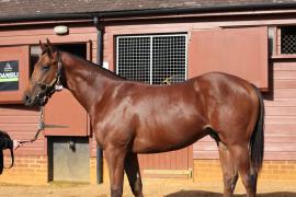 Lot  239 T B10128 Tattersalls