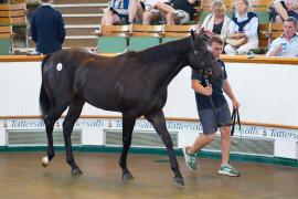 Lot  23 TSS296Tattersalls