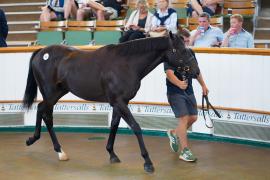 Lot  23 TSS299Tattersalls