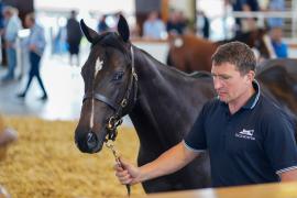 Lot  23 TSS307Tattersalls