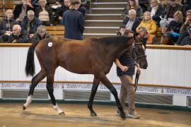 Lot  241 TBK1 6537Tattersalls