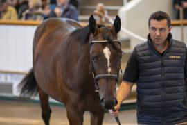 Lot  241 TBK1 6550Tattersalls