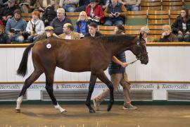 Lot  241 TBK1 6564Tattersalls