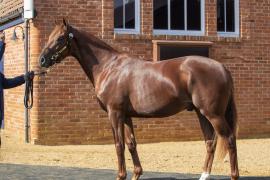 Lot  242 3388Tattersalls