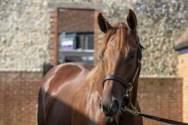 Lot  242 TBK1 3286Tattersalls