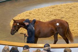 Lot  242 TBK1 6488Tattersalls