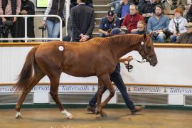 Lot  242 TBK1 6700Tattersalls