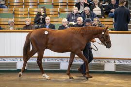 Lot  242 TBK1 6722Tattersalls