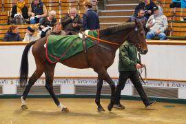 Lot  243 THIT 161Tattersalls