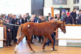 Lot  244 T B1 0795 Tattersalls