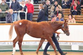 Lot  244 T B1 0817 Tattersalls