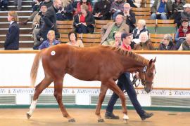 Lot  244 T B1 0821 Tattersalls