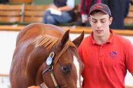 Lot  244 T B1 0892 Tattersalls