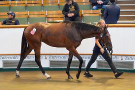 Lot  245 TSS024Tattersalls