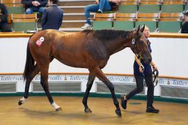 Lot  245 TSS031Tattersalls